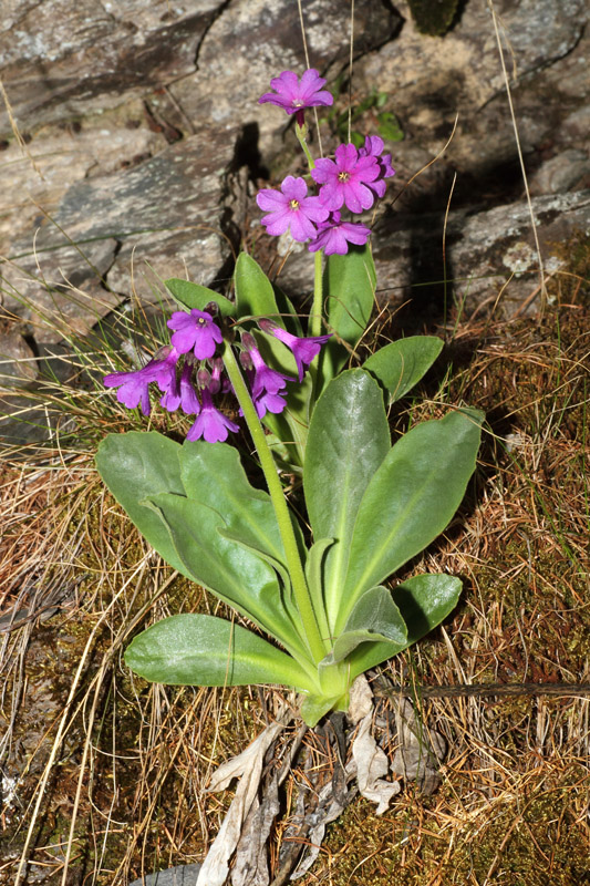 Primula latifolia subsp. graveolens / Primula vischiosa